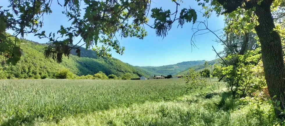 Les blés de mai sont encore verts à Auliadet