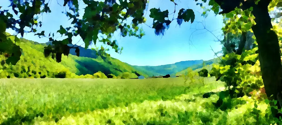 Les blés de mai sont encore verts à Auliadet
