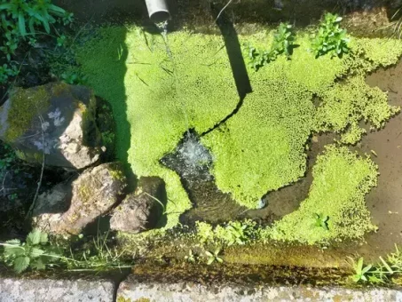 À la surface d'un abreuvoir à Lachaud