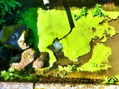 À la surface d'un abreuvoir à Lachaud
