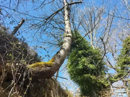 Les arbres aussi cherchent la lumière !