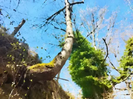 Les arbres aussi cherchent la lumière !