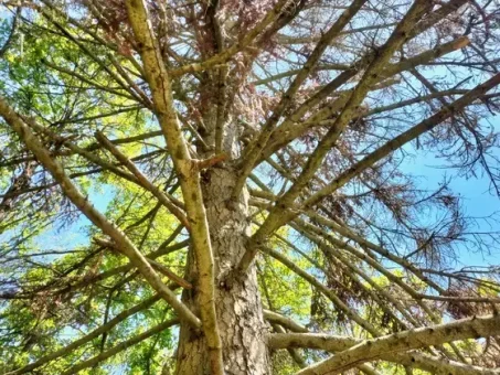 Arborescence en montant vers les palhàs