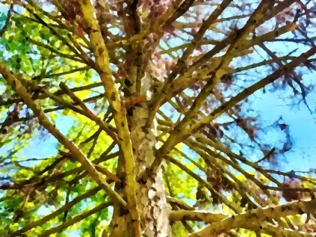 Arborescence en montant vers les palhàs