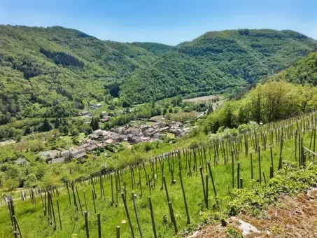 Depuis la cabane, les vignes et le village de Molompize