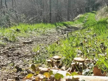 Qui dit forêt, dit champignons !