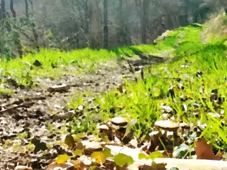 Qui dit forêt, dit champignons !