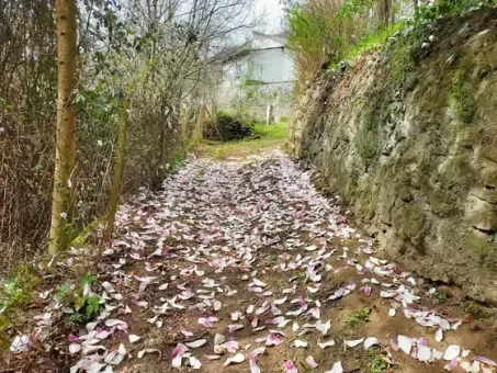 Chemin fleuri en arrivant à Ferrières-Saint-Mary