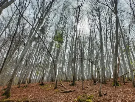 Ambiance dans la hêtraie avant le printemps