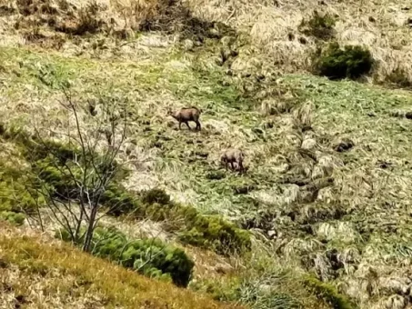 Des chamois paissent sous le col de Cabre au printemps