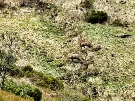 Derrière ces chamois coulent les premiers flots de la Santoire