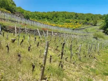 Découverte des vignes en terrasse