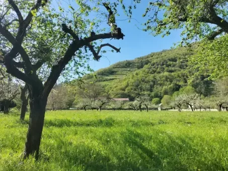 Au loin, entre les arbres, apparaissent les palhàs